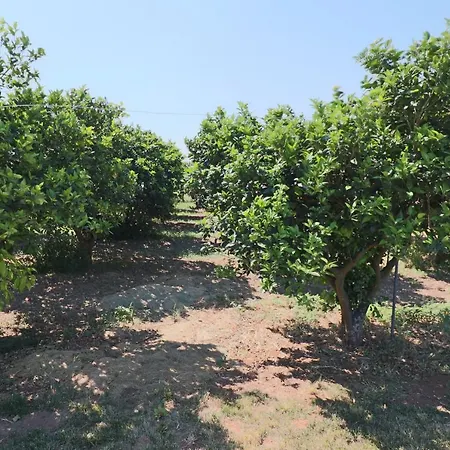 In Bb - Comfort Lime Double * Carmiano (Apulia)